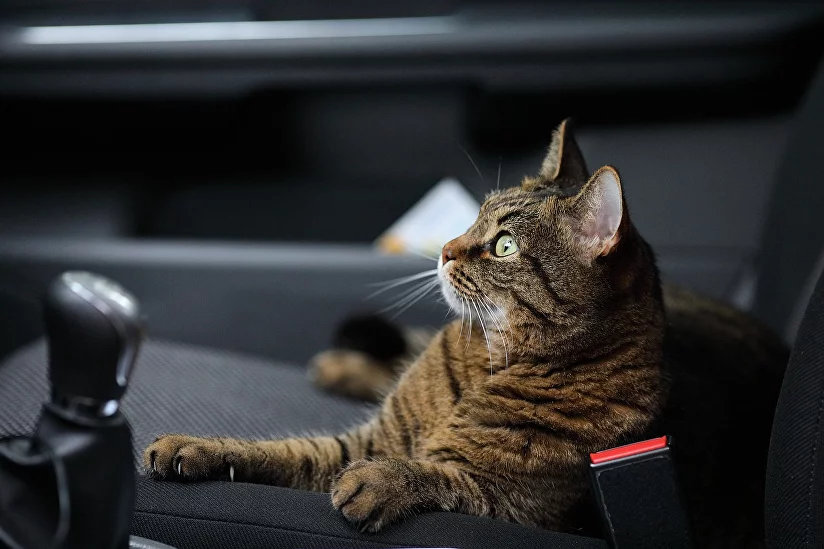 Безопасное путешествие с питомцем - как перевезти кота в автомобиле без переноски