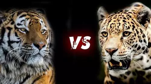 Кто сильнее - тигр или пантера? Узнайте, какое из этих хищников обладает более мощной силой и оружием для охоты!
